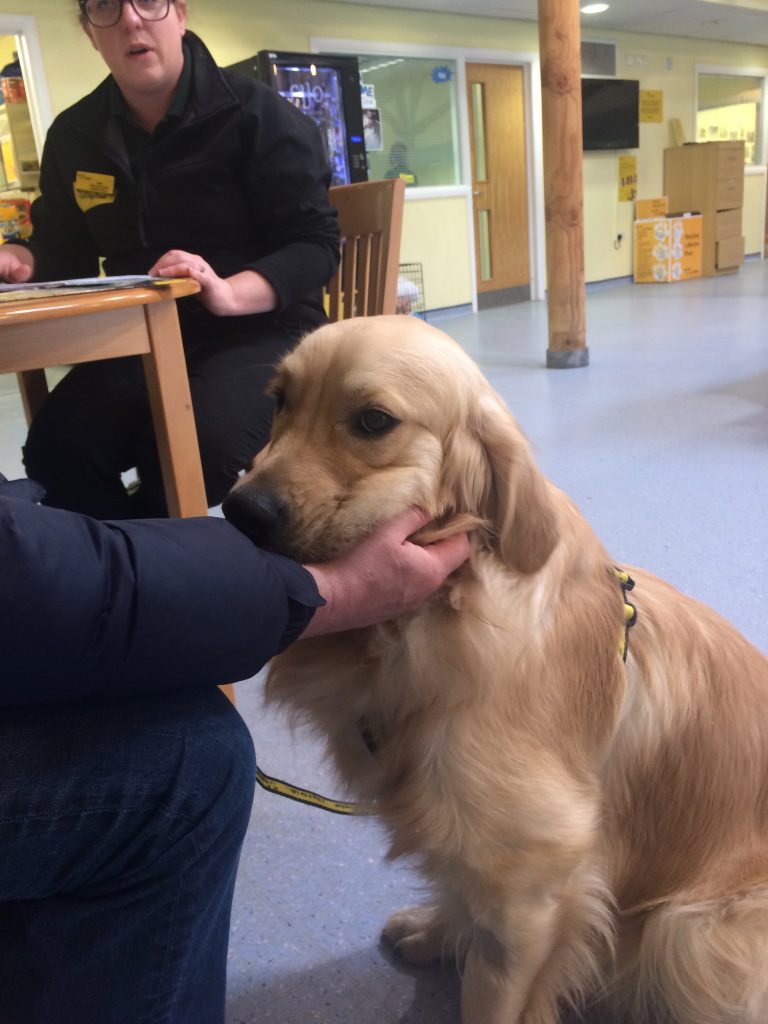 Monty at Dog's Trust