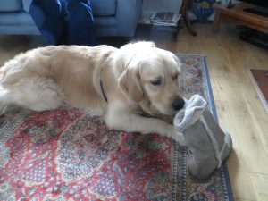 A dog's gotta chew what a dog's gotta chew!