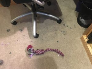 My toy destroyed in no time.